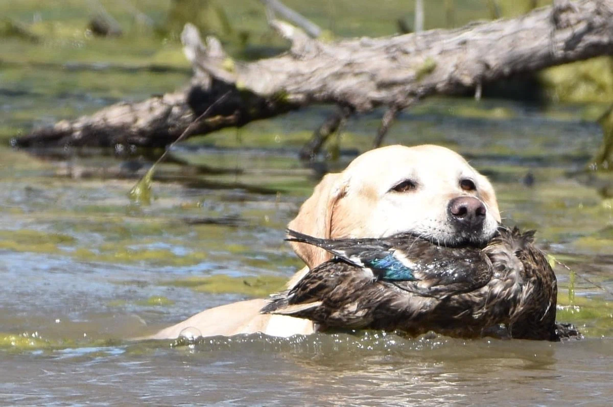 FetchMyDuck