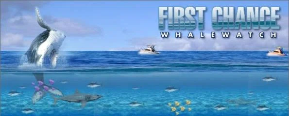 First Chance Whale Watch