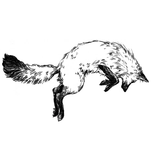 50% Off Fox in the Snow Coupon (2 Promo Codes) Oct 2022