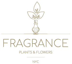 Fragrancy Plants