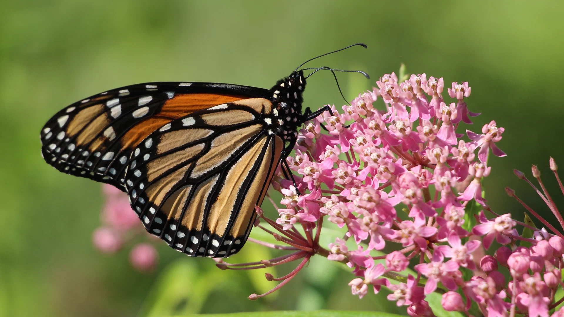 Garden for Wildlife