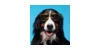 Gifts For Pet Owners