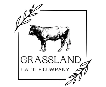 Grassland Cattle