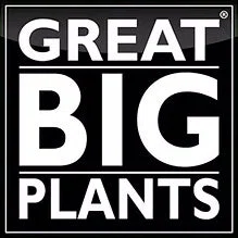 Great Big Plants