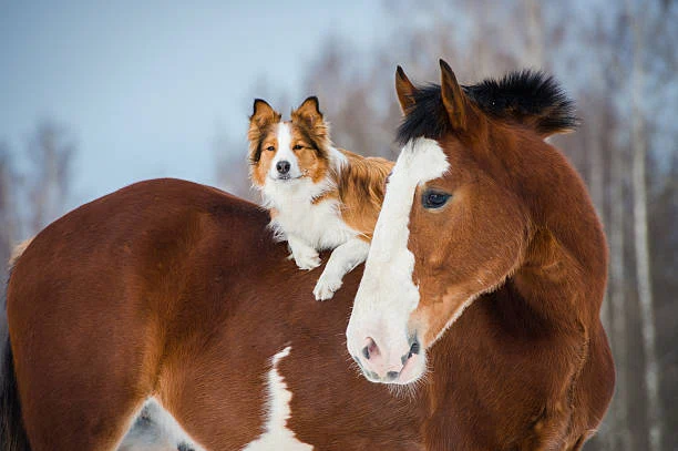 Horizon Animal Care
