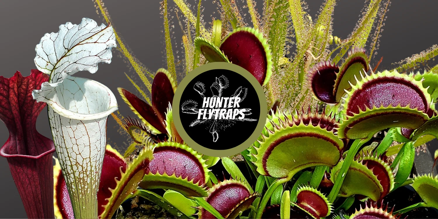 Hunter Flytraps