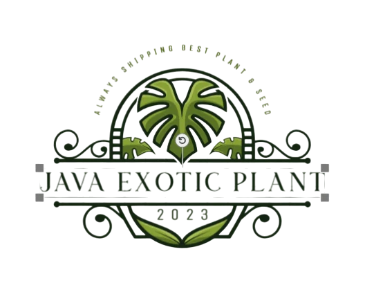 JAVA EXOTIC PLANT