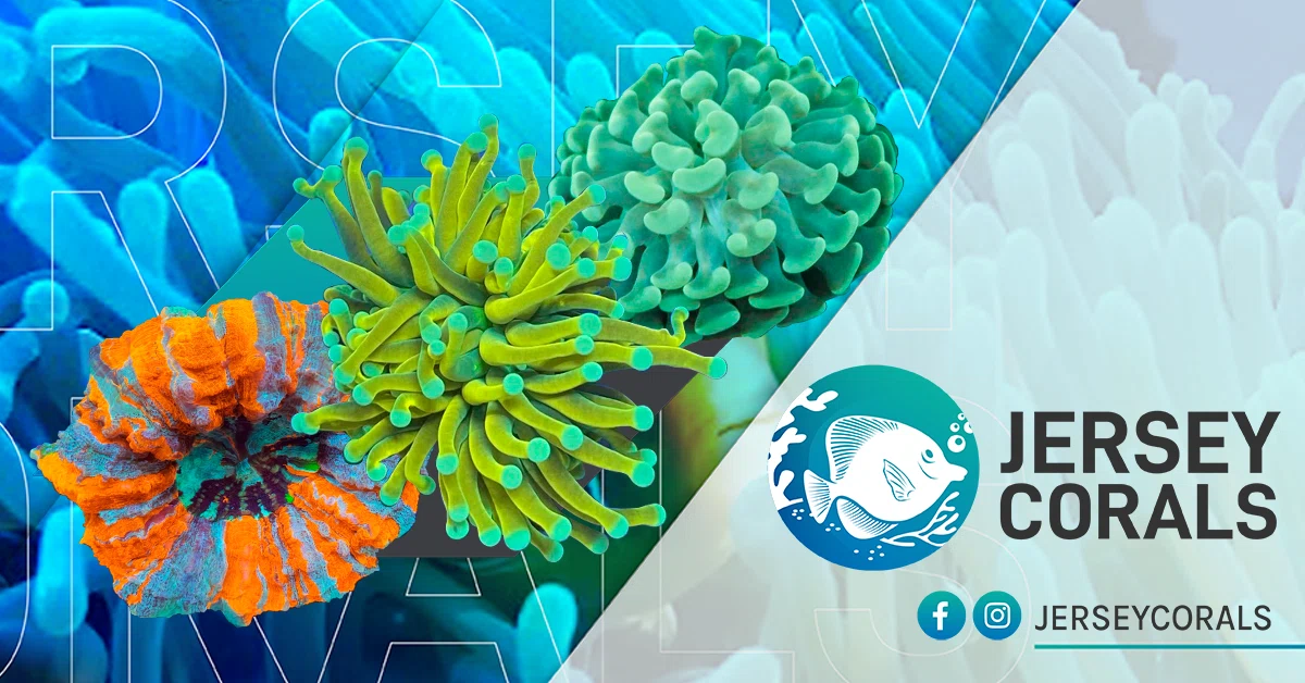 Jersey Corals