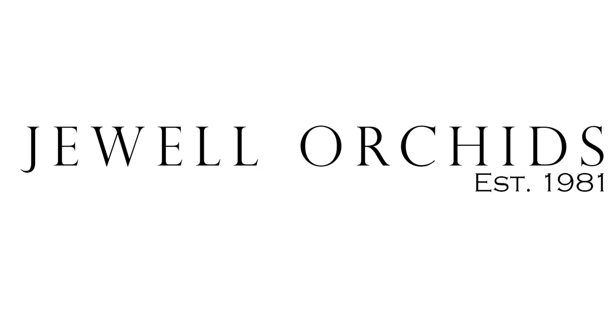 Jewell Orchids