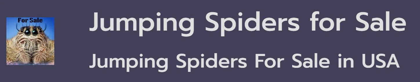 Jumping Spiders for Sale