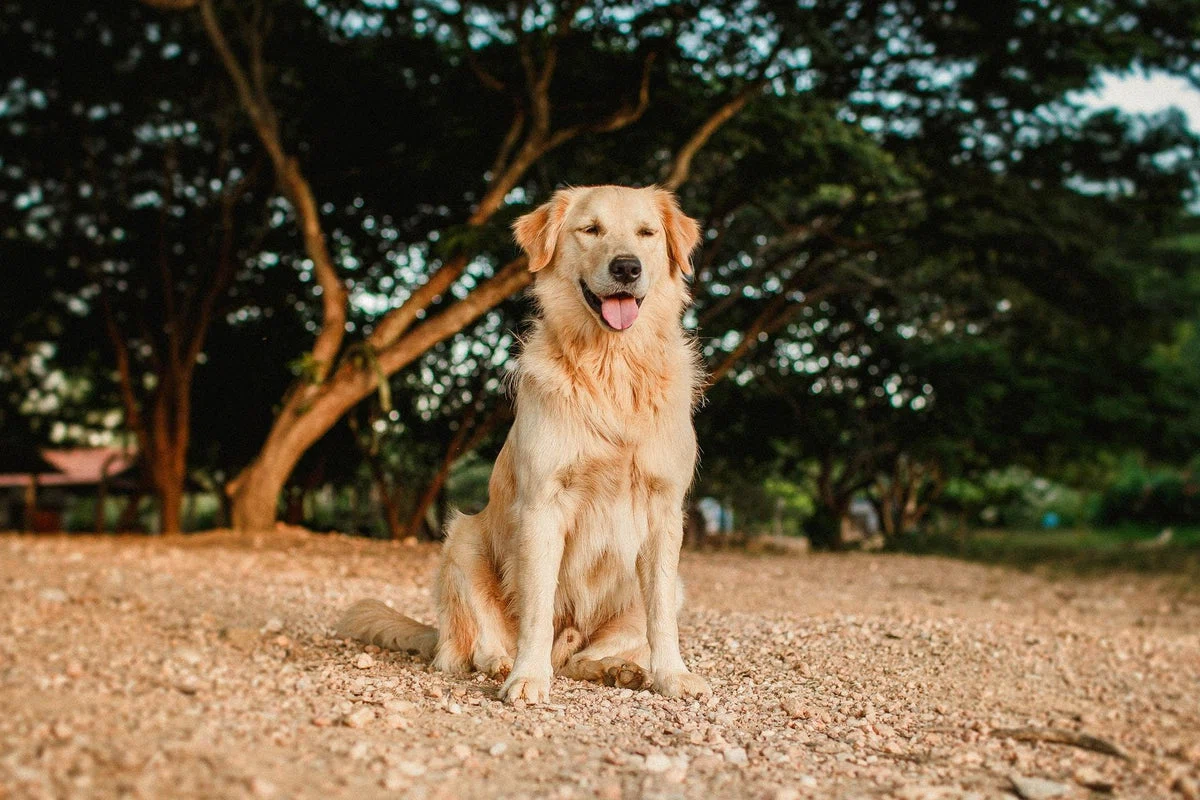 K9 Ancestral Diet