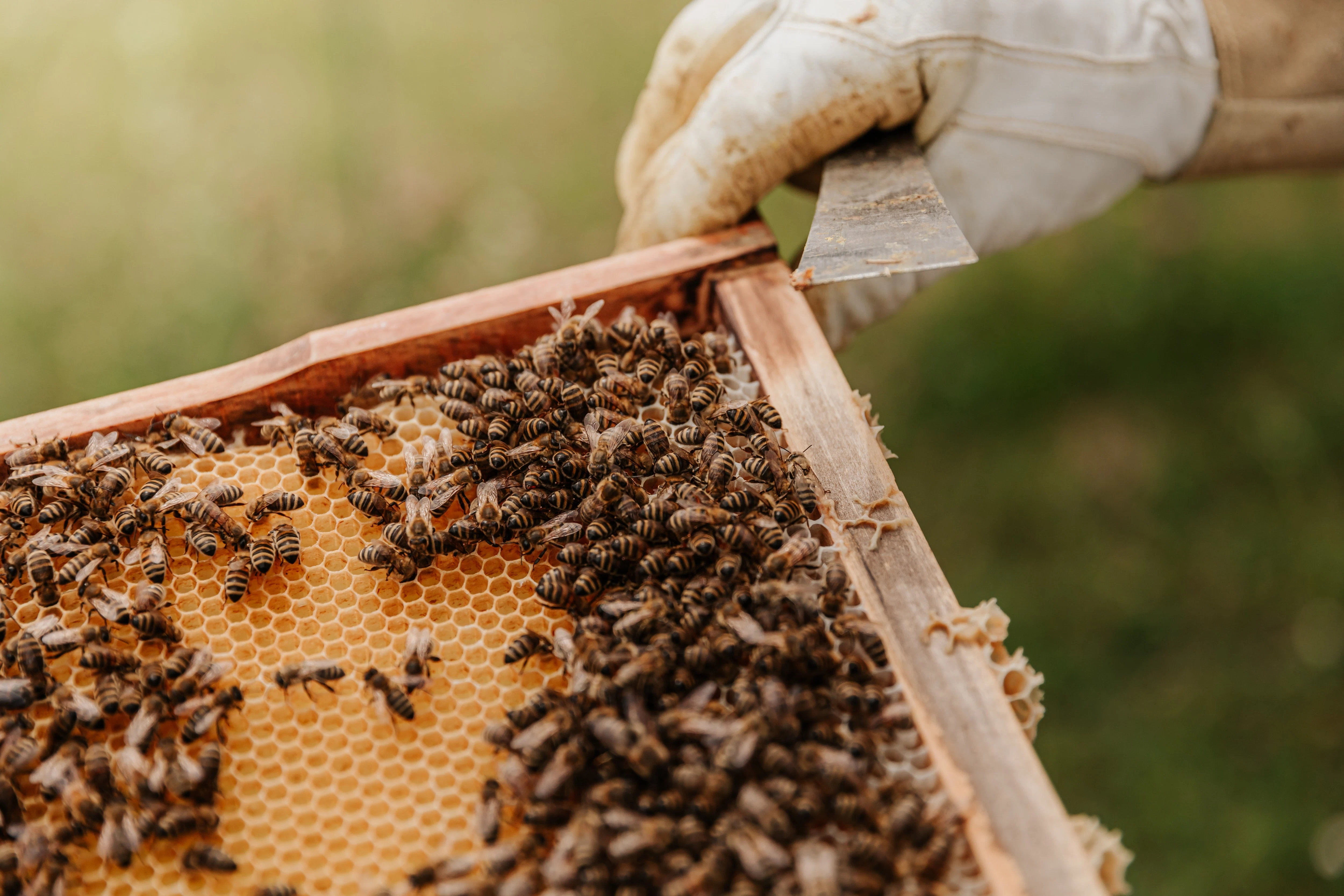 Kailua Honey
