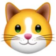 Kitten.Finance Logo for Discount Codes