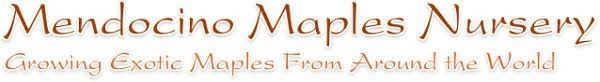 Mendocino Maples Nursery