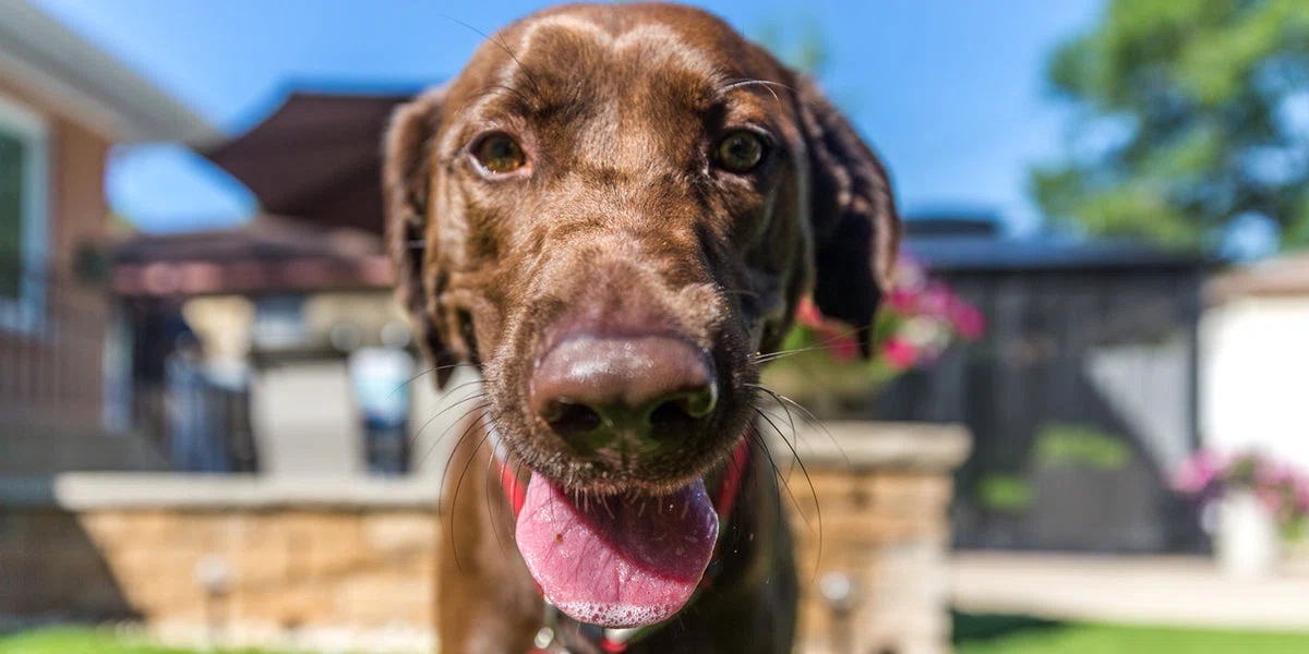 Midwest Labrador Retriever Rescue