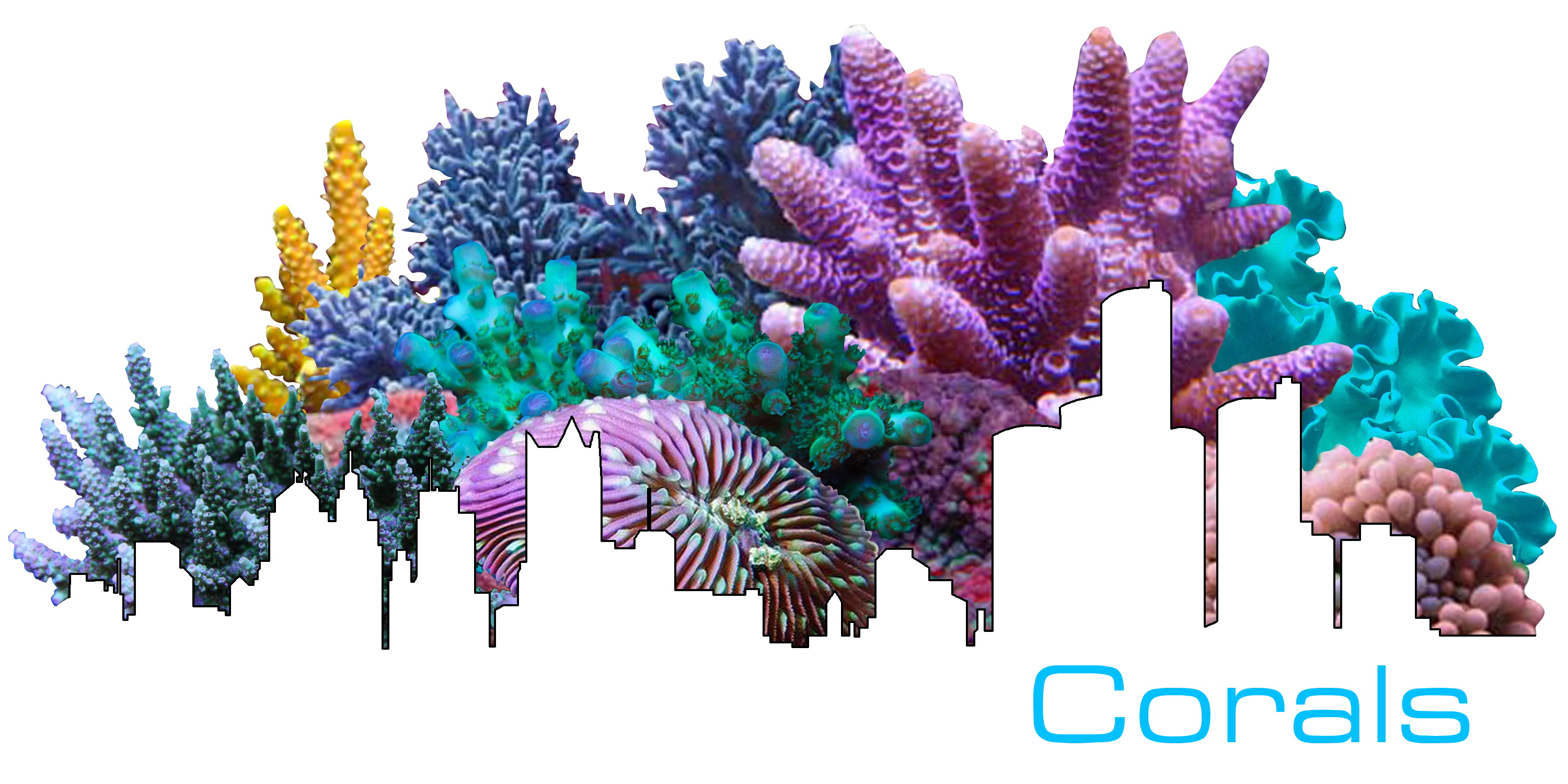 Motor City Corals