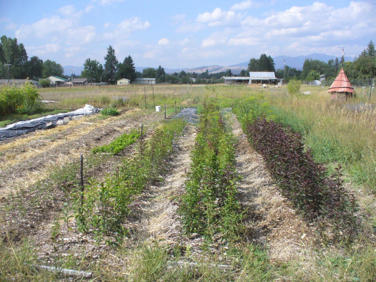 Mountain Time Farm