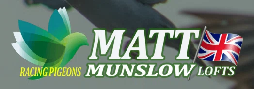Munslow Loft Pigeon Stud