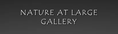 Nature at Large Gallery