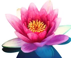 New Renaissance Bookstore