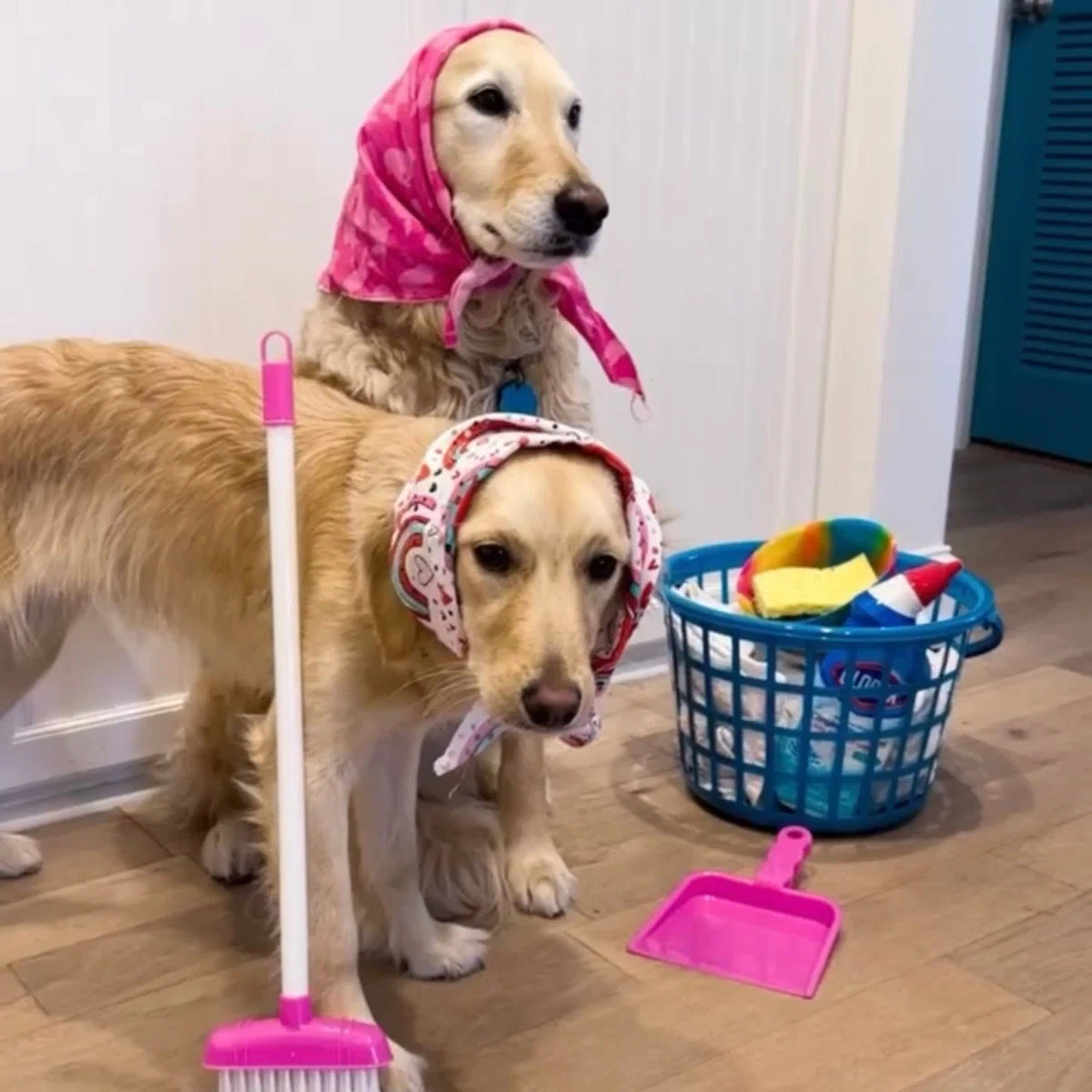 Noble Pets