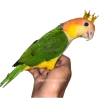 ParrotCrown.com