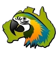 Parrots For Adoption