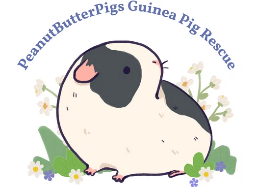 PeanutButterPigs Guinea Pig Rescue