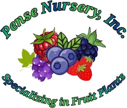 Pense Berry Farm