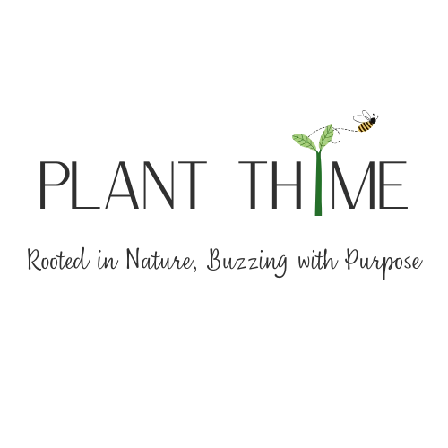 Plant Thyme