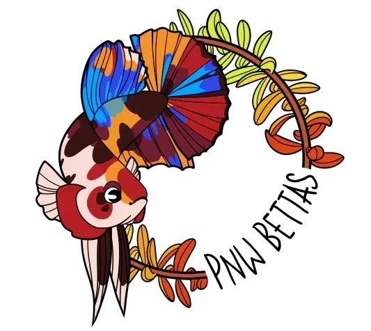 PNW Bettas