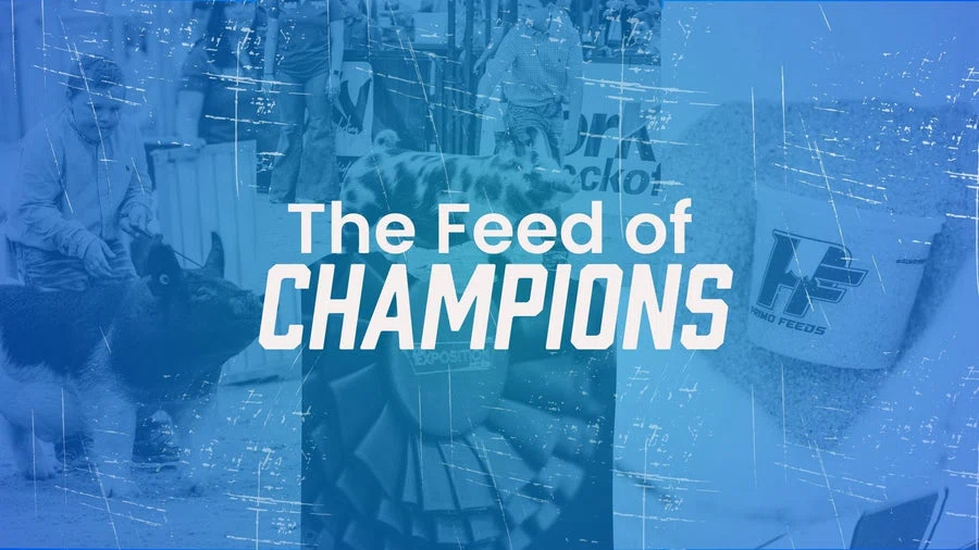 Primo Feeds