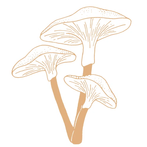 Psychedelic Online Dispensary