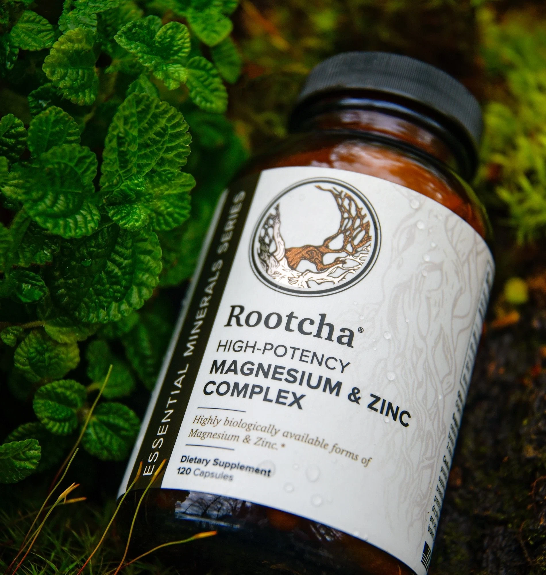Rootcha