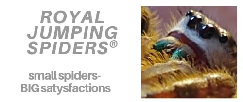 Royal Jumping Spiders