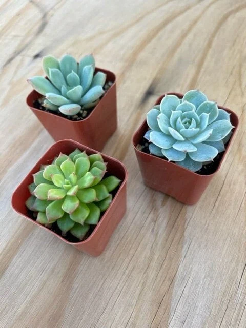 SD Succulent Growers