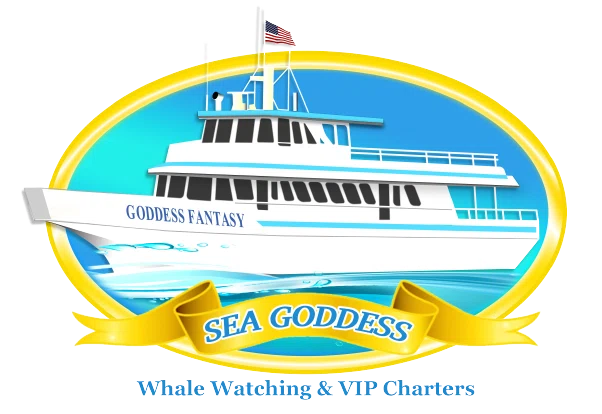 Sea Goddess Whale Watching