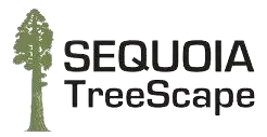 Sequoia Treescape