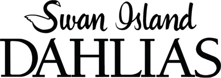 Swan Island Dahlias