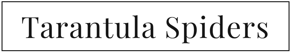 Tarantulaspiders.com