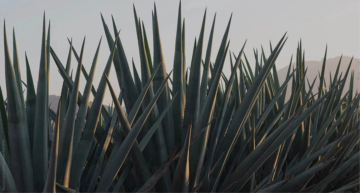 Tequila That Cares Foundation