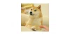 The Doge NFT