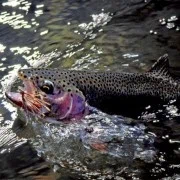 The Fly Fishers Place