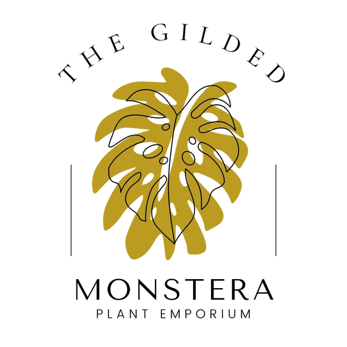 The Gilded Monstera