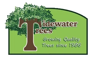 Tidewater Trees