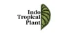 Indo Tropical Plant