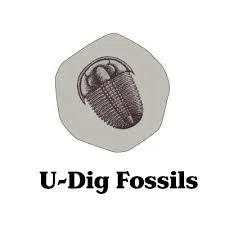 U Dig Fossils