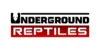 Underground Reptiles