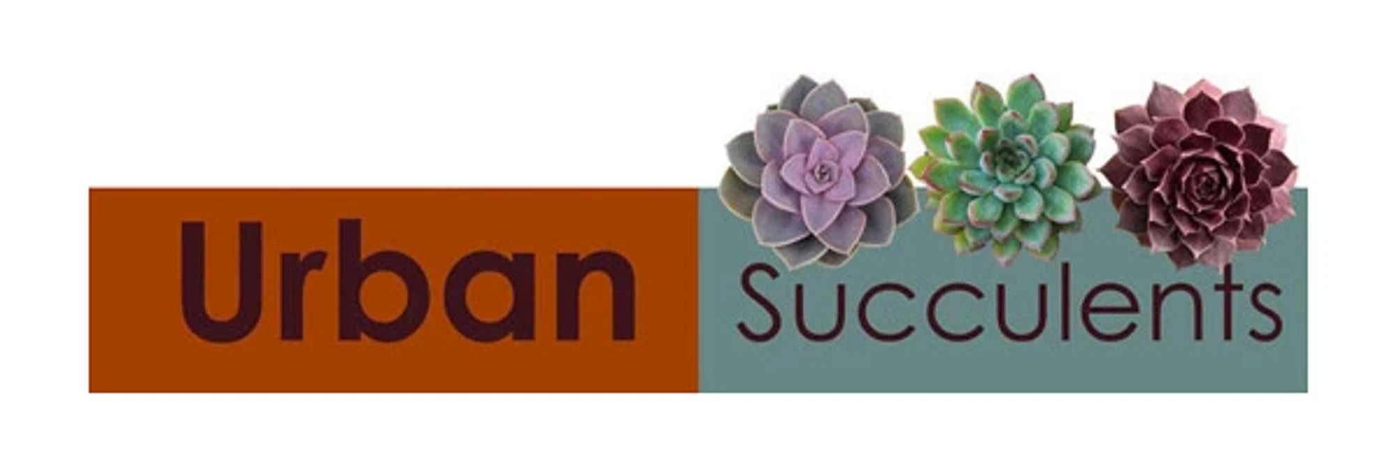 Urban Succulents