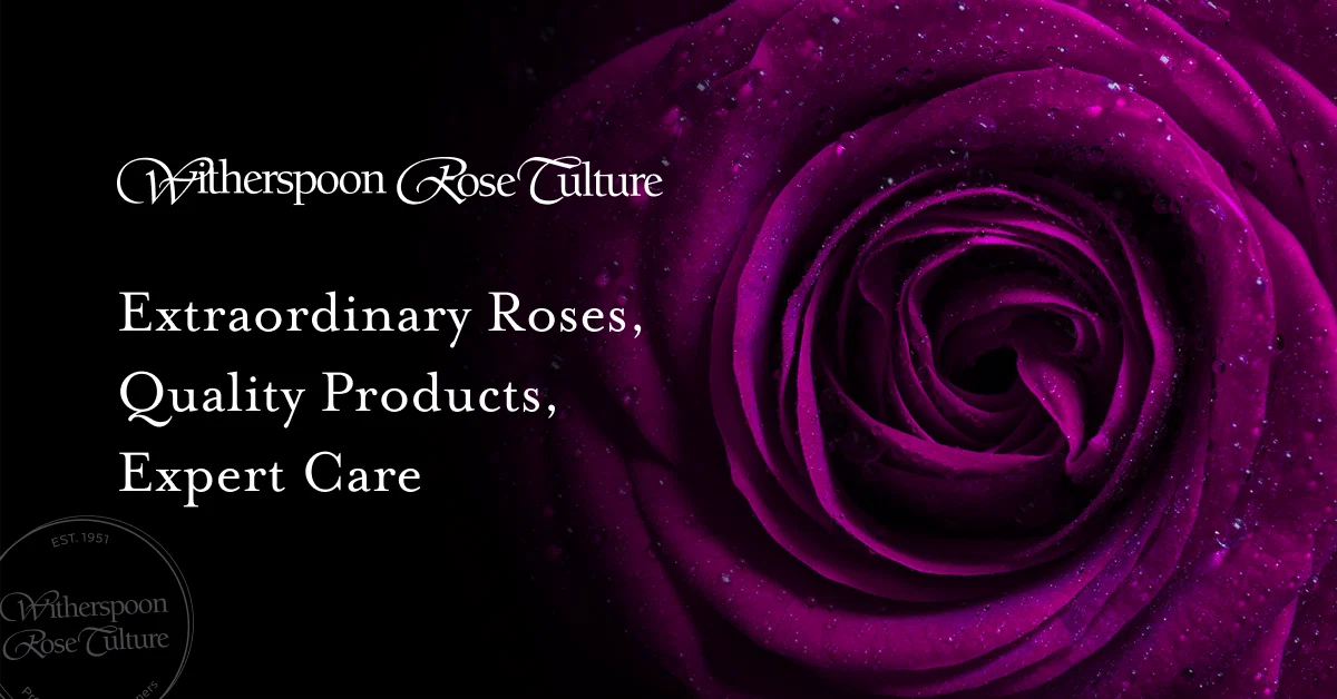 Witherspoon Rose Culture